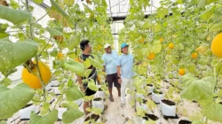 Nurani Farm Desa Jambu: Sentra Pertanian Modern Sumenep dengan Sistem Terpadu