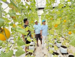 Nurani Farm Desa Jambu: Sentra Pertanian Modern Sumenep dengan Sistem Terpadu
