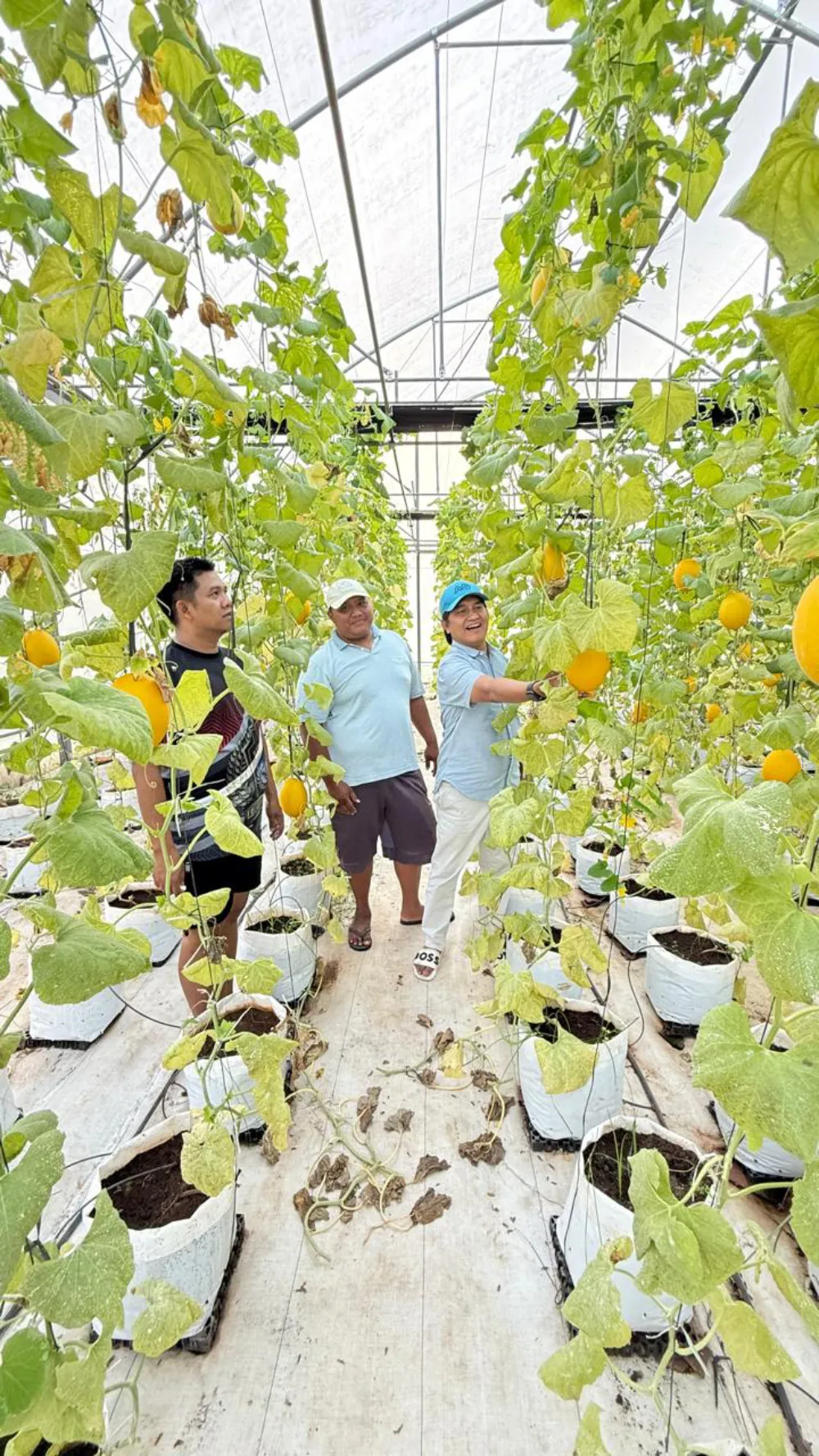 Nurani Farm Desa Jambu: Sentra Pertanian Modern di Sumenep