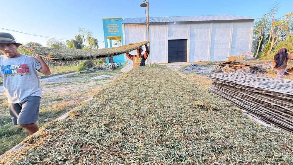 Petani di Bluto memindahkan tembakau kering dari area penjemuran.