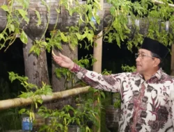 Panen Perdana Kampung Cabai Sumenep, Pemkab Siap Beri Dukungan